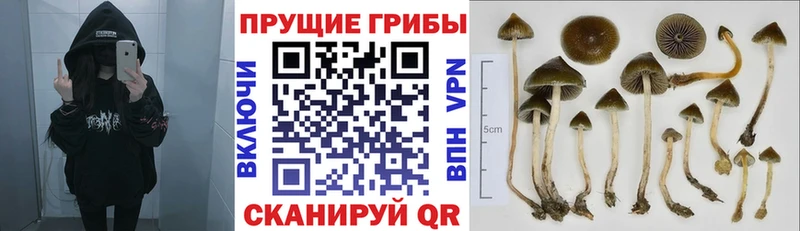 Галлюциногенные грибы Psilocybine cubensis Приморско-Ахтарск